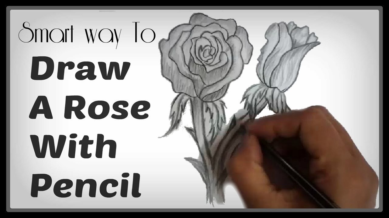 Easy Pencil Shading Drawings: Watch How To Draw A Rose Step By Step ...