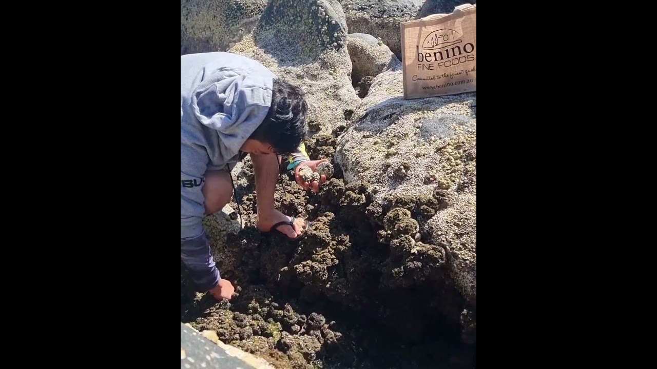 Catch Seafood Catch Whelk - Part 3