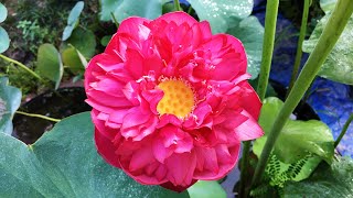 A Red Lotus As Round As The Sun, Beautiful Flowers Fragrant And Very Durable