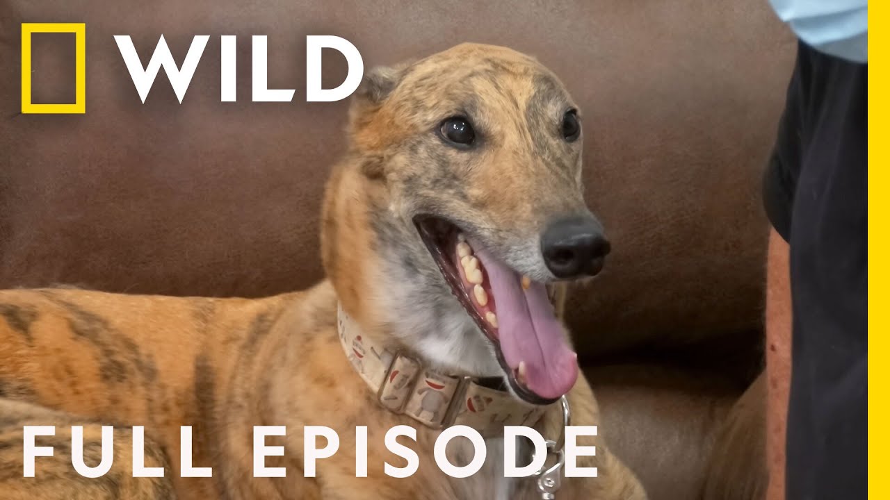 Episode of Critter Fixers: Greyhounds, Foxes, and Kittens in Need – Documentary