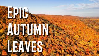 Epic Ontario Autumn Leaves 2024
Gorgeous autumn leaves filmed in various location around Ontario Canada in October 2024:
- Foggy scenes: Beaver Lake, Erinsville
- Hills blanketed with leaves: West of Dacre
- Denbigh Lake, Denbigh
- Olmstead Lake, Haleys Station
Filmed with a DJI Mini 4 Pro Drone.
A DonDronesOn production.
SUGGESTIONS:
Join the Drone Pilot Association of Canada (DPAC):
https://www.DronePilotAssociationOfCanada.com
Join the DPAC Facebook group: https://www.facebook.com/groups/592682344571622/
Purchase the Drone Pilot Canada app:
Apple iOS platform: https://itunes.apple.com/ca/app/drone-pilot-canada/id1455291540
Android platform: https://play.google.com/store/apps/details?id=com.myappatory.dronecanada
Purchase my Canadian drone exam Study Guides: https://www.pocketwatchpurveyor.com/collections/drone-study-guides
Buy me a coffee! https://www.buymeacoffee.com/DonDronesOn
ITEMS USED IN THIS VIDEO:
DJI Mini 4 Pro Fly More Combo with RC2 : https://amzn.to/46CM7hu
DJI Action 4 camera: https://amzn.to/4cS0Jw3
DRONES AND ACCESSORIES I RECOMMEND:
DJI Neo drone: https://amzn.to/3Nsv0XA
DJI Avata 2 Fly More Combo: https://amzn.to/3K3wDJy
DJI Mini 4 Pro Fly More Combo with RC2 : https://amzn.to/46CM7hu
DJI Mini 3 Pro drone: https://amzn.to/3PidRhP
DJI Mini 3 Pro Fly More Kit: https://amzn.to/3p9u9Pg
DJI Mini 3 Pro Freewell ND filters: https://amzn.to/3QDxJgz
DJI Mini 3 Pro Controller Lanyard: https://amzn.to/3bPxJen
DJI Mini 3 Pro propeller holder strap: https://amzn.to/3p6Ws13
SanDisk Extreme PRO 128Gb MicroSD card: https://amzn.to/3AfuQgC
HOVERAir X1 drone: https://amzn.to/3POawcF
Kovol 65W 4-port USB-C PD Charger: https://amzn.to/3Pa8X6s
Mountain Warehouse backpack (perfect for Mini 4): https://amzn.to/3UbhOZm
DJI Mini 2 drone Fly More Combo: https://amzn.to/3JLhqMd
DJI Mavic 2 Pro drone Fly More Combo: https://amzn.to/3zUxbfA
Tripltek 8 Pro 8” Tablet: https://www.tripltek.com/tripltek8
Tripltek tablet holder for Mavic 2 controller: https://amzn.to/3QE2qCm
CAMERAS AND FILMING ACCESSORIES I RECOMMEND:
Insta360 X3 360-degree camera: https://amzn.to/3JGd7mP
DJI Action 4 camera: https://amzn.to/4cS0Jw3
DJI Action 3 camera: https://amzn.to/3rbDOt0
DJI Osmo Pocket camera: https://amzn.to/3QyHcW9
DJI Osmo Pocket 2 camera: https://amzn.to/3JNlmw7
DJI Osmo Mobile 6 gimbal: https://amzn.to/3VTbLIy
DJI Mic 2 wireless microphone: https://amzn.to/3z4dTry
DJI Mic wireless microphone: https://amzn.to/3JTV5O9
Blue Yeti microphone: https://amzn.to/3PfCKdW
Logitech C920x Webcam: https://amzn.to/3BXBdGj
Elgato pull-up greenscreen: https://amzn.to/3AfO9Xa
Amazon Basics tripod: https://amzn.to/3Af4vPq
Tripod table (projector stand): https://amzn.to/3Q3CktL
VIDEO EDITING AND CREATION ELEMENTS I RECOMMEND:
Video editor: Cyberlink PowerDirector
Music: Epidemic Sound. Referral link with one month free: https://www.epidemicsound.com/referral/4jk9fj/
#DonDronesOn #DronePilotAssociationOfCanada #DronePilotCanada Epic Ontario Autumn Leaves 2024