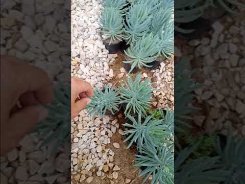 صبار سنسيو اسباني