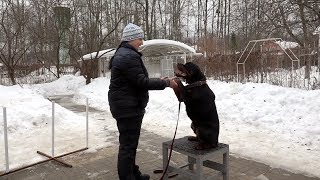 ДТ-53. Доверие и статус - урок с ротвейлером. Важнейшие моменты дрессировки.