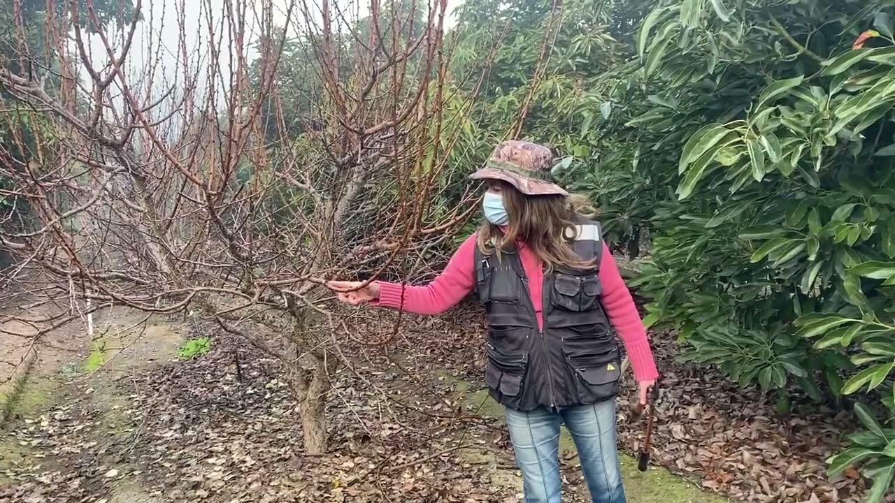 Poda de damasco (prunus armeniaca)