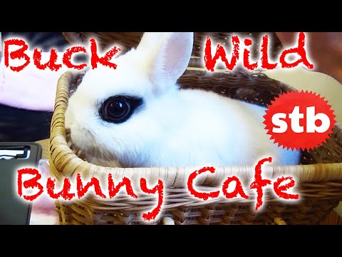 BUCKWILD Bunny Cafe in Tokyo, Japan || SoloTravelBlog