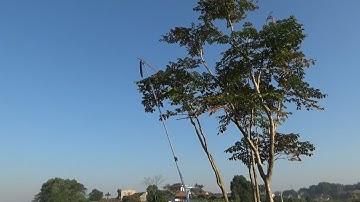 Lấy Lúc Lác bằng kéo cắt cành trên cao 4m. 5m hàng Đài Loan mẫu Hàn Quốc 0983781388