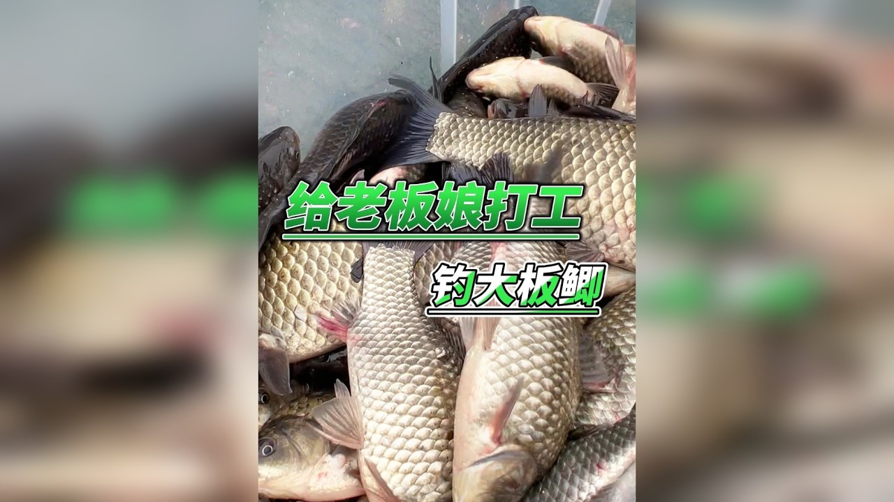 没用这么方法之前，不知道错过了多少大板鲫！