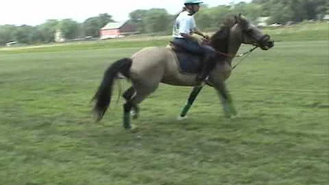 Wendy Vineis, horse training, practicing stops and...