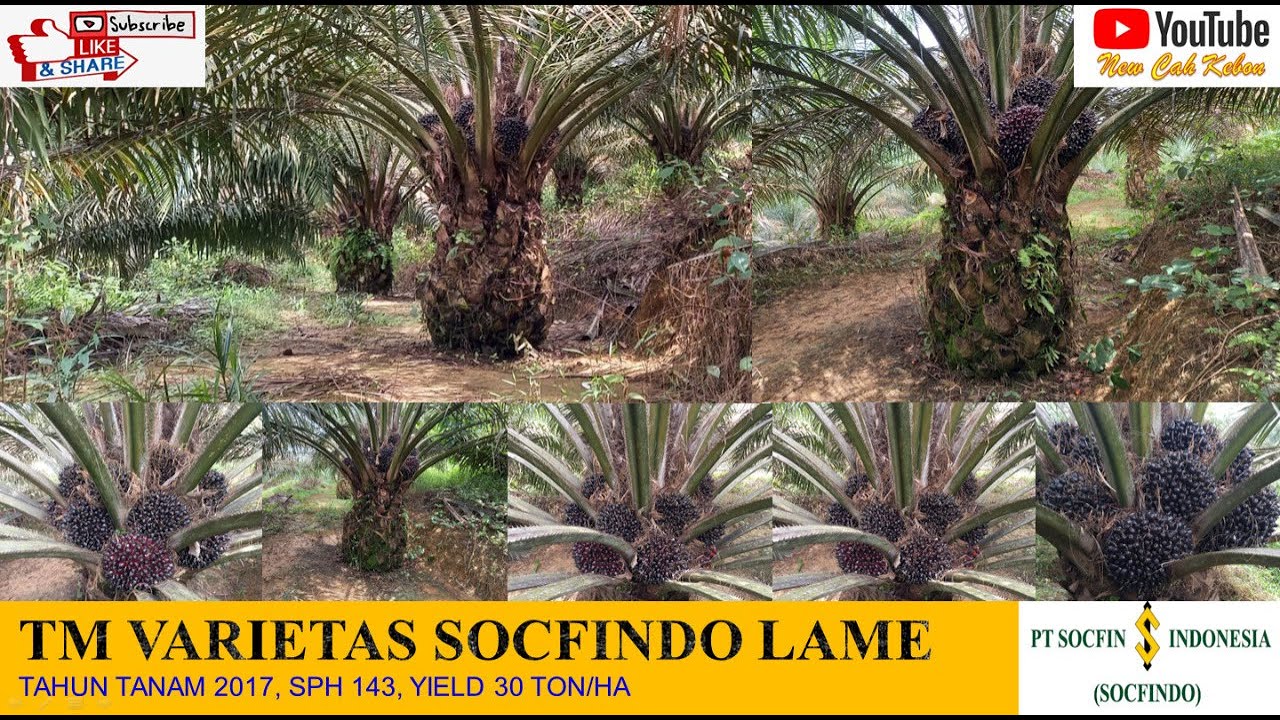 Socfindo LaMe Buah Nya Gak Habis Habis