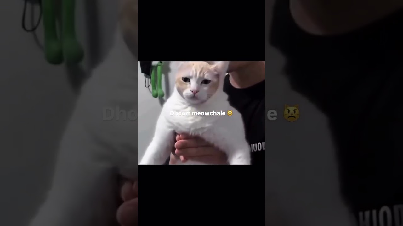 Dhoom Machale -Cat Version