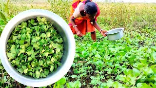 Sunsuniya Saag Bhaji / Sunsuniya Bhaji Recipe  / Amazing Cooking Village Style Recipe Greens Frye