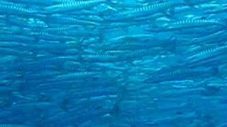 Barracuda Point, Sipadan