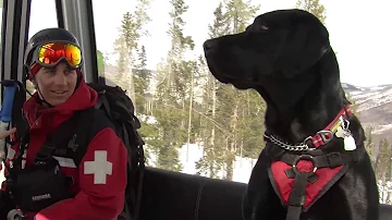 Adolescent Avys: The Dogs of Vail Mountain