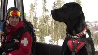 Adolescent Avys: The Dogs of Vail Mountain