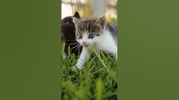 Become a successful  PM! #motivation  #shorts #inspirationalquotes #projectmanagement