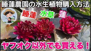 How to purchase aquatic plants from the Water Lily Farm! Just send