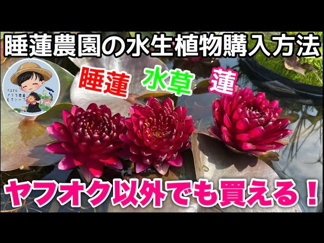 How to purchase aquatic plants from the Water Lily Farm! Just send