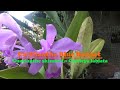 Cattlianthe Blue Bonnet anggrek Cattleya yang sering disebut mantinii karena kemiripannya