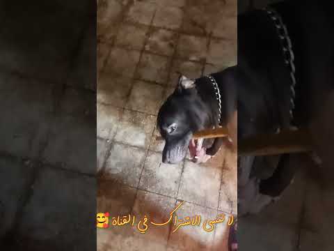 كلب مروان بابلو