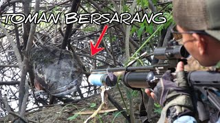 Paser Mania Musim Hujan Tiba Ikan Toman Bermunculan