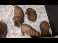 Magnolias Red Toy/Mini Poodle Litter 🐩