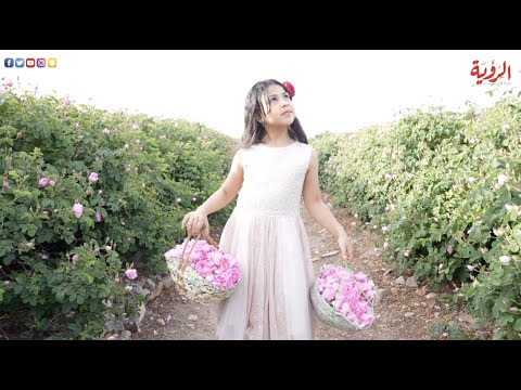تقطير الورد في الجبل الأخضر إرث غني تتوارثه الأجيال