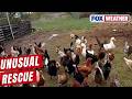 Check Out This Video of a Very Unusual Rescue in Indiana