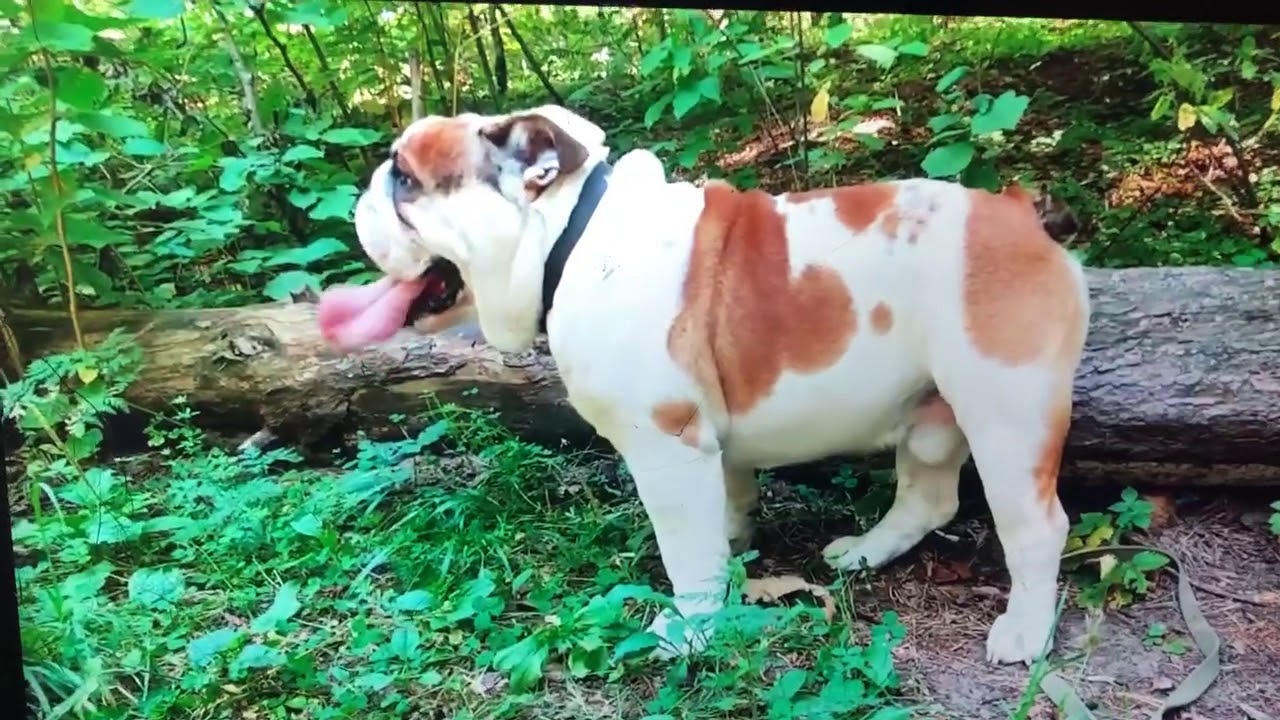 Shrinkabulls Reviews and Complaints - dog breeder