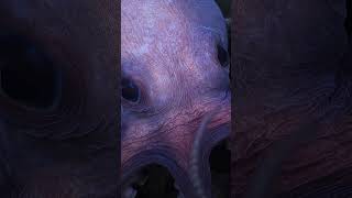 New Octopus Species | Secrets of the Octopus