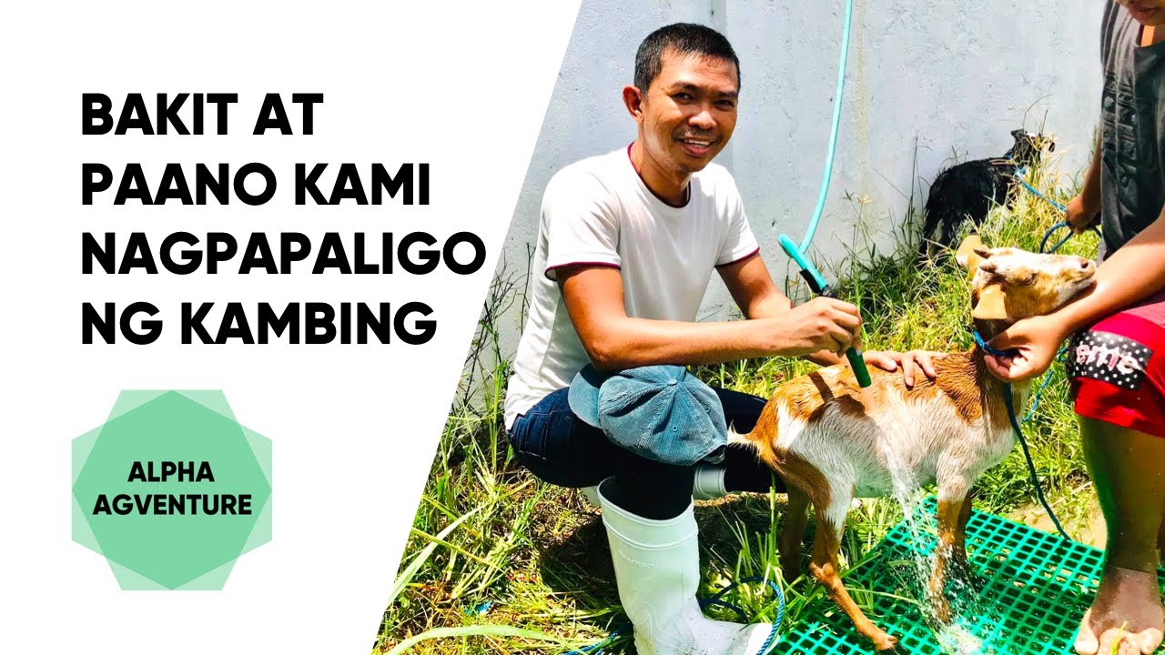 Bakit at Paano Kami Nagpapaligo ng Kambing