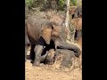 🐘 Elephant Shocking attack#aesthetic#wildlife#elephant#viralvideo#animals#wildpredator#nature