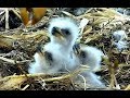 Breakfast at Decorah Eagles nest. 07.55 / 06 April 2018