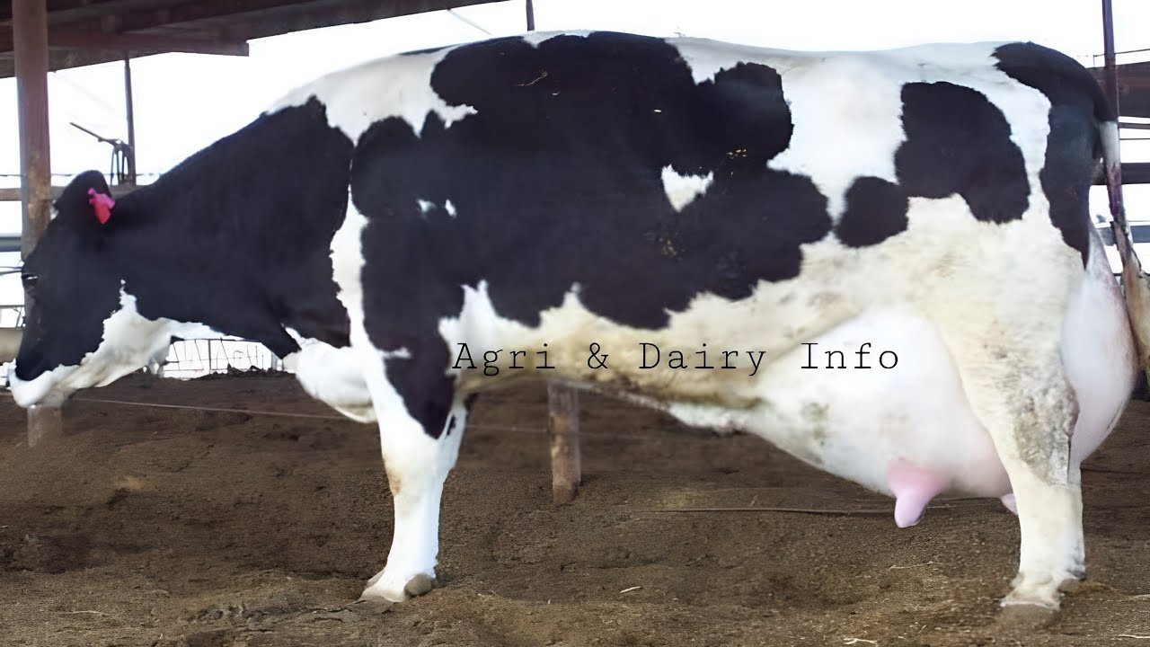 How To Increase 40 % Milk Production Of Cow & Buffalo's In Summer || Best Formula ⭐👌