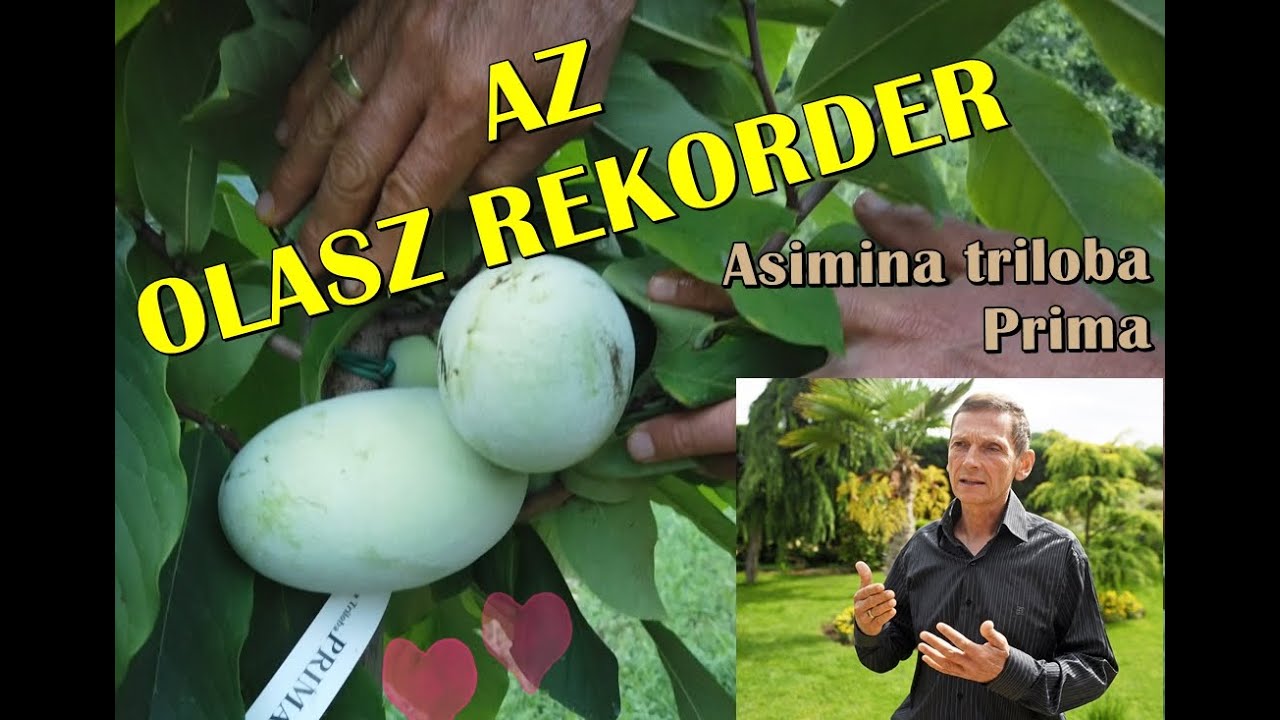 A rekorder olasz Prima fajta óriási gyümölcsöt hozott (2022)