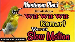Masteran Pleci Tembakan Wit Wit Wit Kenari Versi Slow Motion Mudah di TIRU