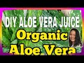 #ALOEVERAJELLY #ALOVERA | GANITO ANG GAWIN NYO SA ALOE VERA NYO | TIYAK MAGUGUSTUHAN NYO |