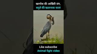 जब बगुले ने किया खरगोश का शिकार! 😳 #facts