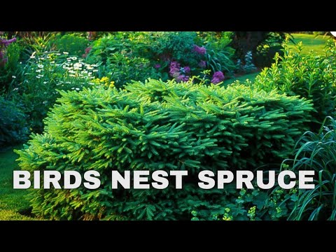 Video: Spruce 