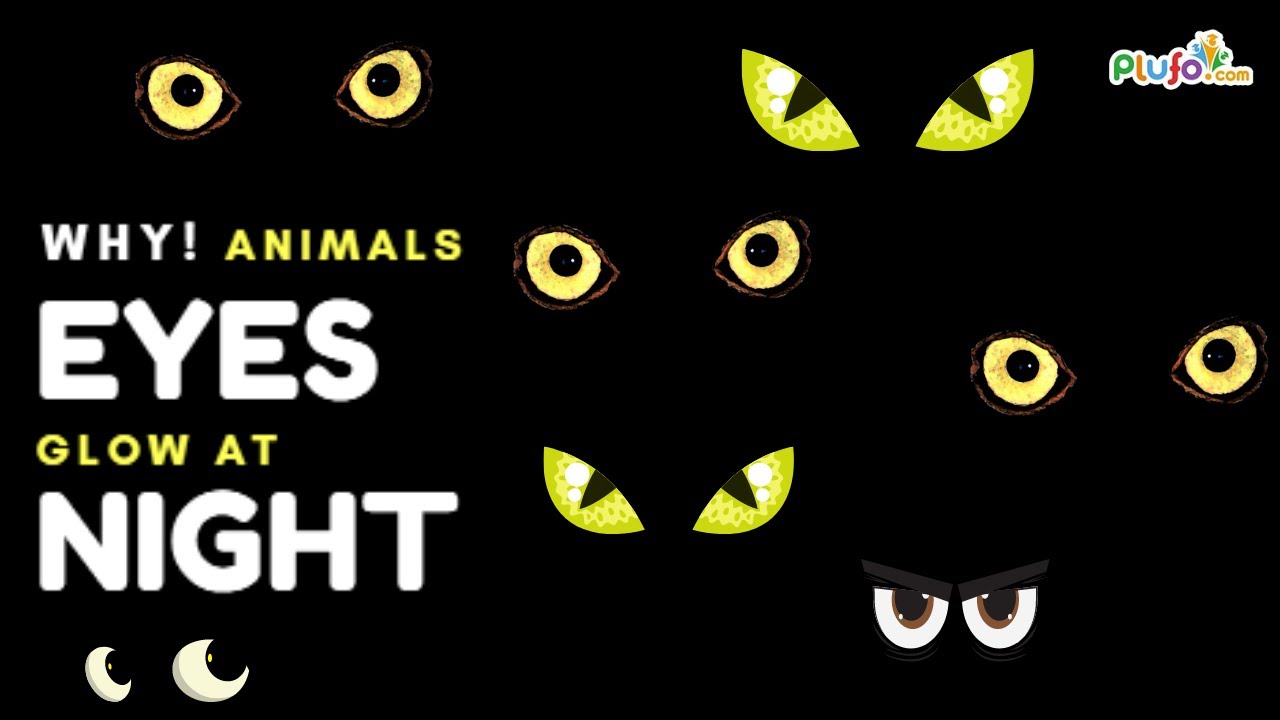 Why animals eyes glow in the dark - YouTube