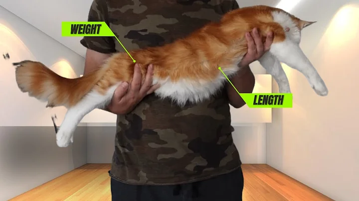 Watch the video about How Big is a 6-Month-Old Maine Coon?