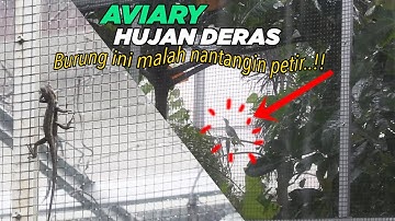 HUJAN DERAS DI AVIARY - ADA BURUNG WARGA BARU YANG KELAKUANYA MENGEJUTKAN SAAT  HUJAN
