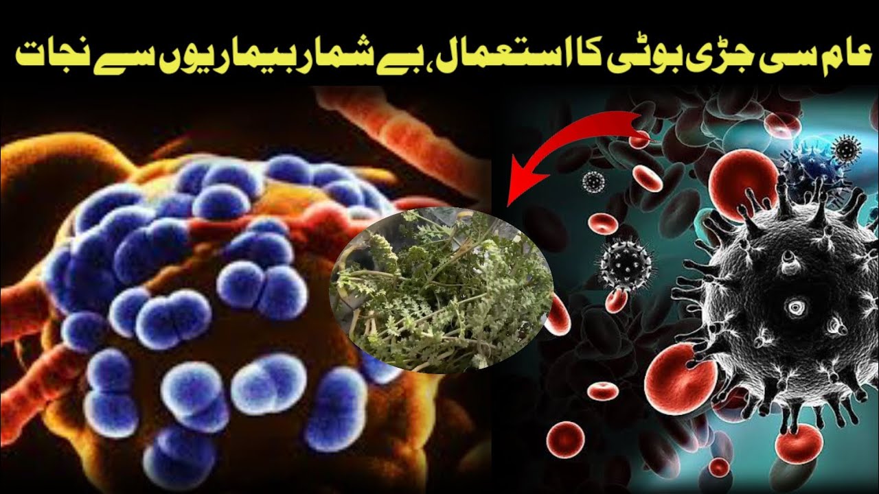 Amazing Health Benefits Of Hzar Dani Boti Beshumar Bimarion Ka Ilaj amazing-health-benefits-of-hzar-dani-boti-beshumar-bimarion-ka-ilaj