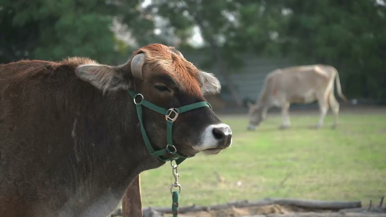 Sedrat Sar: Bahrain’s Cozy Farm Cafe 🌿☕ | Nature, Animals, & Relaxation | Sony Alpha