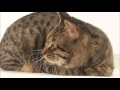 Cats 101 Animal Planet - Chinese Li Hua ** High Quality **