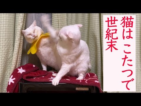 猫は こたつで 世紀末 The funny cat boxing on the table