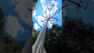 La Ceiba. Árbol nacional de Guatemala 🇬🇹 La Ceiba. Árbol nacional de Guatemala 🇬🇹