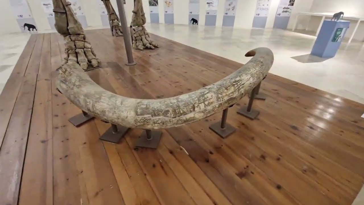 CodyTrip 2025 Gran Sasso e L'Aquila - 09. Il Mammuth del MuNDA