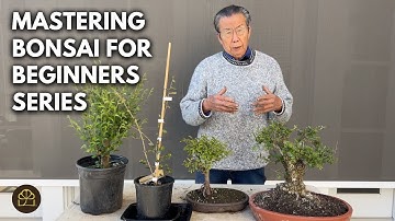 Beginner Bonsai: How to Make Your First Bonsai for Almost Nothing!