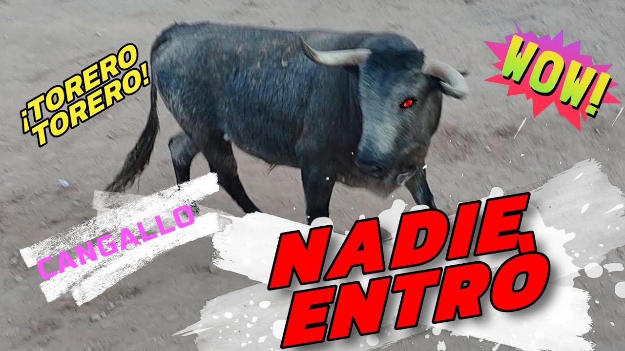 corrida de toros CANGALLO FIESTA 2024 - Nadie  entró a torear Toro bravo