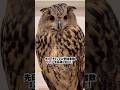 お腹は嫌だけど頭なら触らしてくれるフクロウ #owl #フクロウ #かわいい #ユーラシアワシミミズク #鳥